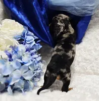 Crome, a male Miniature Dachshund for sale in Belgrade, MN – Photo 9 of 9