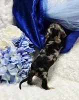 Crome, a male Miniature Dachshund for sale in Belgrade, MN – Photo 2 of 9