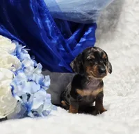 Crome, a male Miniature Dachshund for sale in Belgrade, MN – Photo 4 of 9