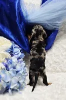 Crome, a male Miniature Dachshund for sale in Belgrade, MN – Photo 8 of 9