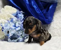 Crome, a male Miniature Dachshund for sale in Belgrade, MN – Photo 3 of 9