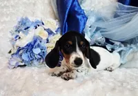 Goose, a male Miniature Dachshund for sale in Belgrade, MN – 8 of 8