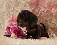 Kisses, a female Miniature Dachshund for sale in Belgrade, MN – 4 of 6