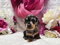 Madam, a female Miniature Dachshund for sale in Belgrade, MN – 4 of 10