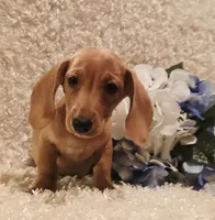 Oliver, a male Miniature Dachshund for sale in Belgrade, MN – 2 of 10