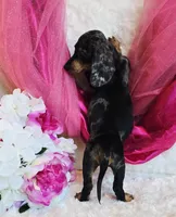 Wendy, a female Miniature Dachshund for sale in Belgrade, MN – 3 of 9
