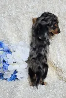 Bravvo, a male Miniature Dachshund for sale in Belgrade, MN – 6 of 7