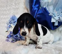 Goose, a male Miniature Dachshund for sale in Belgrade, MN – 4 of 8