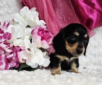 Mya bug, a male Miniature Dachshund for sale in Belgrade, MN – Photo 8 of 10