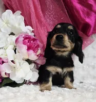 Mya bug, a male Miniature Dachshund for sale in Belgrade, MN – Photo 9 of 10