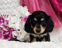 Mya bug, a male Miniature Dachshund for sale in Belgrade, MN – Photo 1 of 10