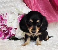 Mya bug, a male Miniature Dachshund for sale in Belgrade, MN – Photo 7 of 10