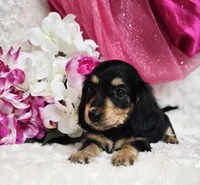 Mya bug, a male Miniature Dachshund for sale in Belgrade, MN – Photo 5 of 10