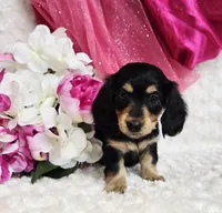 Mya bug, a male Miniature Dachshund for sale in Belgrade, MN – Photo 6 of 10