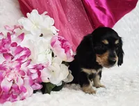 Mya bug, a male Miniature Dachshund for sale in Belgrade, MN – Photo 10 of 10