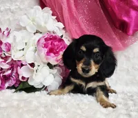 Mya bug, a male Miniature Dachshund for sale in Belgrade, MN – Photo 3 of 10