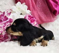 Mya bug, a male Miniature Dachshund for sale in Belgrade, MN – Photo 2 of 10