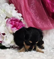 Mya bug, a male Miniature Dachshund for sale in Belgrade, MN – Photo 4 of 10