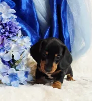 Hondo, a male Miniature Dachshund for sale in Belgrade, MN – 4 of 10