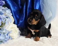 Hondo, a male Miniature Dachshund for sale in Belgrade, MN – 1 of 10