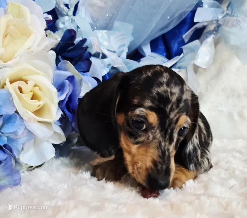 Boo, a male Miniature Dachshund for sale in Belgrade, MN – 1 of 10