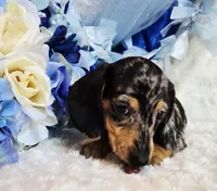Boo, a male Miniature Dachshund for sale in Belgrade, MN – 1 of 10