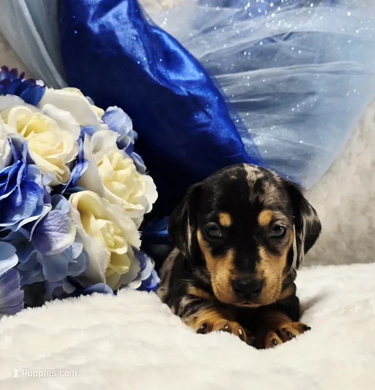 Q Ball – Miniature Dachshund puppy for sale in Belgrade, MN
