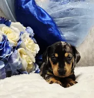 Q Ball, a male Miniature Dachshund for sale in Belgrade, MN – 1 of 9