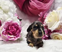 Madam, a female Miniature Dachshund for sale in Belgrade, MN – 7 of 10