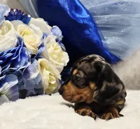 Q Ball, a male Miniature Dachshund for sale in Belgrade, MN – 7 of 9