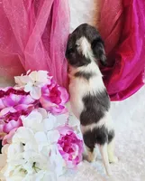 Jewels , a female Miniature Dachshund for sale in Belgrade, MN – 2 of 10