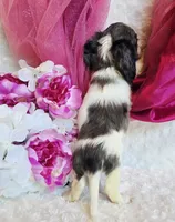 Jewels , a female Miniature Dachshund for sale in Belgrade, MN – 5 of 10