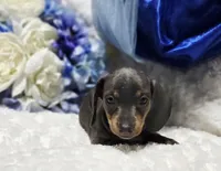 Blu, a male Miniature Dachshund for sale in Belgrade, MN – Photo 2 of 9