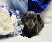 Blu, a male Miniature Dachshund for sale in Belgrade, MN – Photo 8 of 9