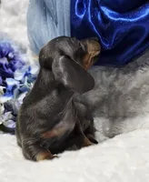 Blu, a male Miniature Dachshund for sale in Belgrade, MN – Photo 5 of 9