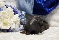 Blu, a male Miniature Dachshund for sale in Belgrade, MN – Photo 3 of 9