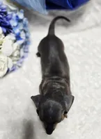 Blu, a male Miniature Dachshund for sale in Belgrade, MN – Photo 7 of 9