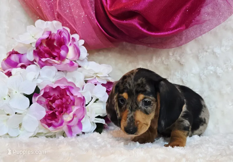 Lou – Miniature Dachshund puppy for sale in Belgrade, MN