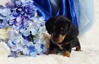 Hondo, a male Miniature Dachshund for sale in Belgrade, MN – 7 of 10