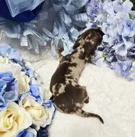 Cudda, a male Miniature Dachshund for sale in Belgrade, MN – 7 of 9