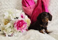 Bambi, a female Miniature Dachshund for sale in Belgrade, MN – Photo 8 of 10