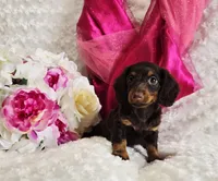 Bambi, a female Miniature Dachshund for sale in Belgrade, MN – Photo 4 of 10