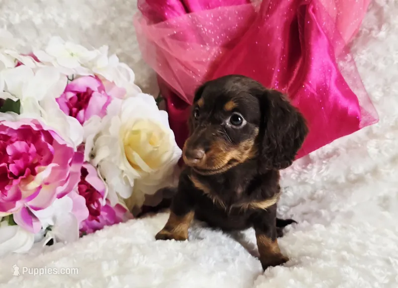 Bambi – Miniature Dachshund puppy for sale in Belgrade, MN