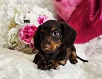 Bambi, a female Miniature Dachshund for sale in Belgrade, MN – Photo 5 of 10