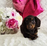 Bambi, a female Miniature Dachshund for sale in Belgrade, MN – Photo 7 of 10