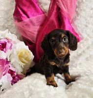 Bambi, a female Miniature Dachshund for sale in Belgrade, MN – Photo 10 of 10