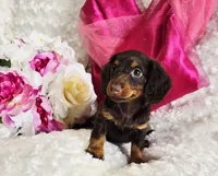 Bambi, a female Miniature Dachshund for sale in Belgrade, MN – Photo 3 of 10