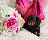 Bambi, a female Miniature Dachshund for sale in Belgrade, MN – Photo 2 of 10