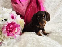 Bambi, a female Miniature Dachshund for sale in Belgrade, MN – Photo 9 of 10