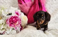 Bambi, a female Miniature Dachshund for sale in Belgrade, MN – Photo 6 of 10